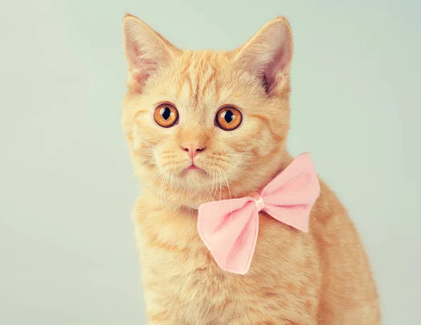 Red Kitten Wearing Bow Tie — Stock Photo, Image