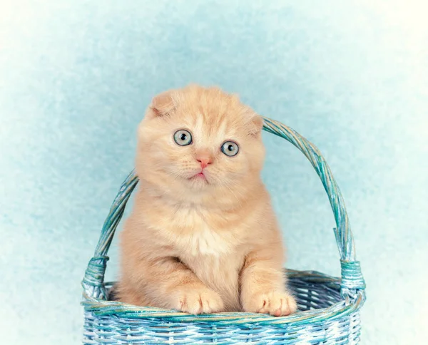 Chaton Mignon Assis Dans Panier — Photo