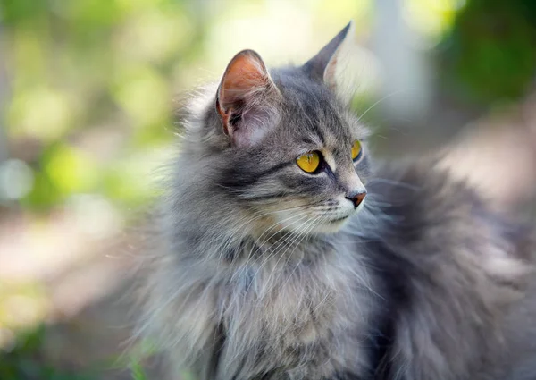 Retrato Gato Siberiano Caminando Aire Libre — Foto de Stock