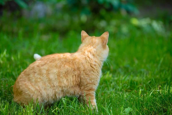 Rote Katze Geht Auf Dem Gras Zurück Zur Kamera — Stockfoto