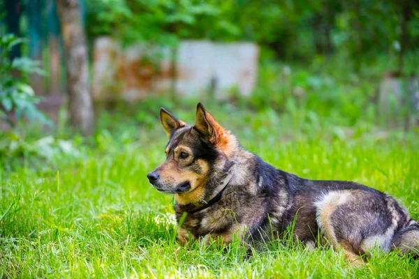 Dog Lying Grass Outdoor — Stock Photo, Image