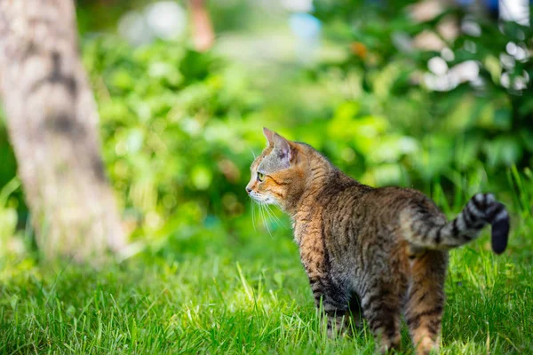 Kot Pobyt Trawy Ogrodzie — Zdjęcie stockowe