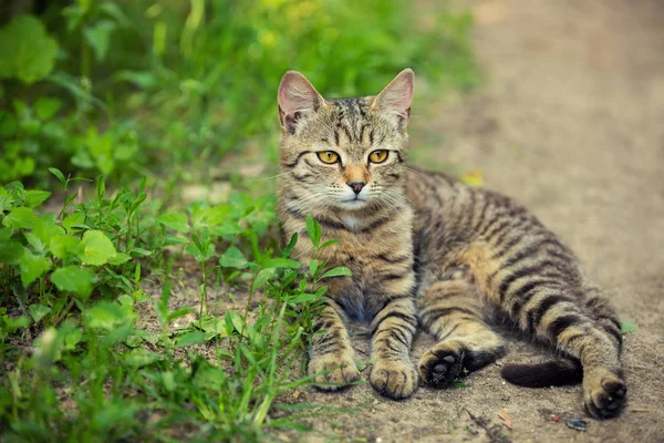 Полосатый Котенок Лежит Тропинке Саду — стоковое фото