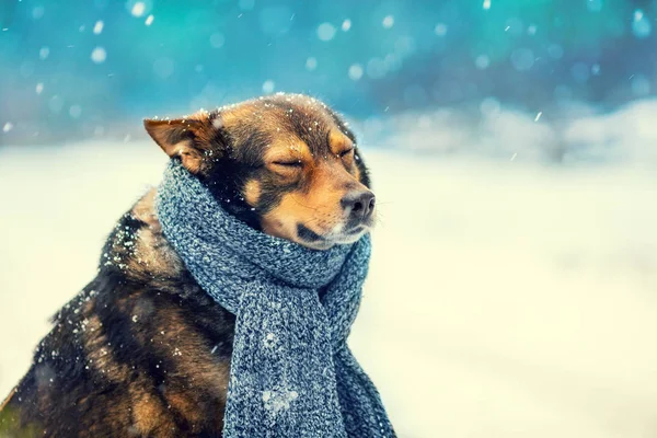 Porträt Eines Hundes Mit Strickschal Den Hals Der Schneesturm Läuft — Stockfoto