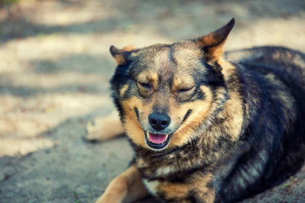 純血種の犬を屋外の肖像画 — ストック写真