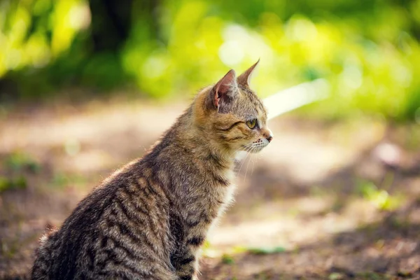 Kot Siedzi Ogrodzie — Zdjęcie stockowe