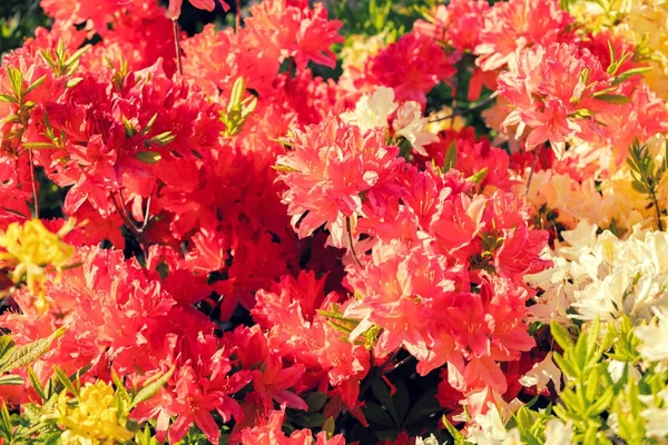 Flores Rododendro Jardín —  Fotos de Stock