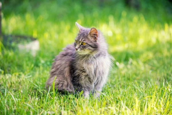 Gato Gris Siberiano Sentado Hierba — Foto de Stock