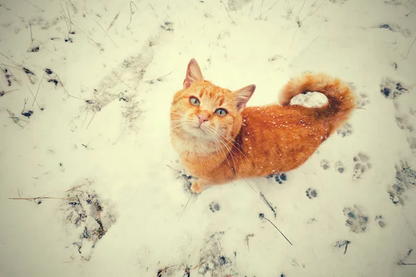 Kırmızı Kedi Karda Yürüme Yukarıya Bakıyor Perspektif Görünümü — Stok fotoğraf