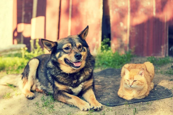 고양이 마당에 — 스톡 사진