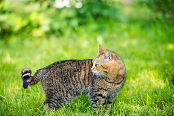Kočičí Chůzi Trávě Ohlédnutí — Stock fotografie