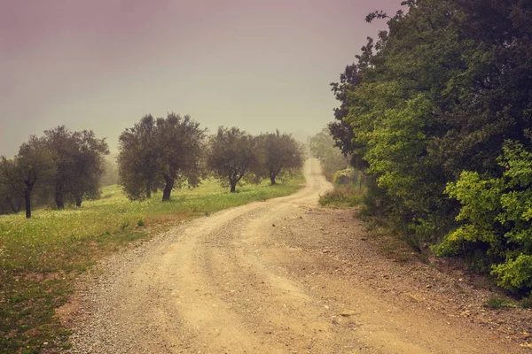 Neblige Herbstliche Landschaft Feldweg Olivenplantage — Stockfoto