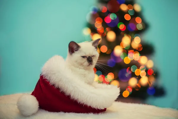 Kleine Kitten Zitten Kerstmuts Tegen Fir Tree Met Kerstverlichting — Stockfoto