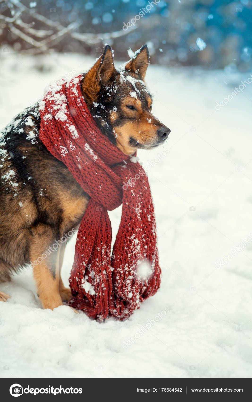 狗用针织围巾的画像挂在颈项在暴雪在森林里散步 图库照片 C Vvvita