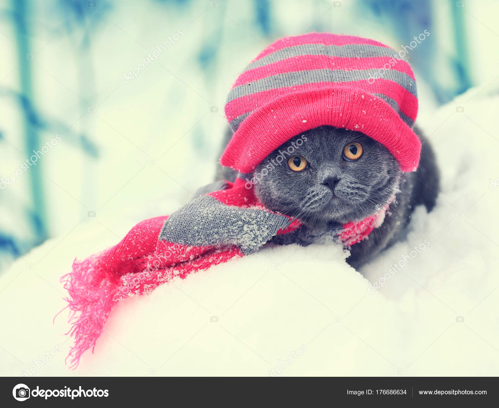 Fashion Portrait Blue British Shorthair Cat Wearing Knitting Hat