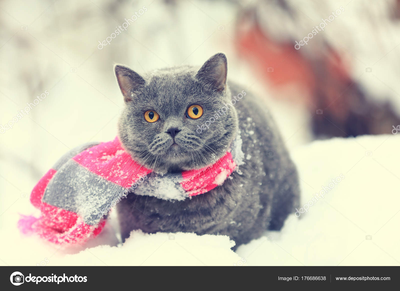 Winter Mode Porträt Des Blauen Britisch Kurzhaar Katze