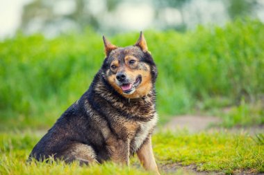 Çayır üzerinde yürüyen köpek portresi