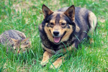 Kedi ve köpek birlikte çim üzerinde yalan