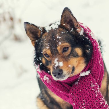 A köpek ile örme eşarp portresi blizzard ormanda yürüyüş boynuna bağlı