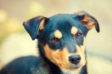 Düşmüş üzerinde oturan köpek sonbaharda açık bırakır