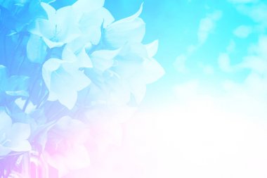 Mavi vintage harebell çiçekler. Yaz çiçek doğal arka plan Bouguet. Pastel renk. Renk efekti dışında.