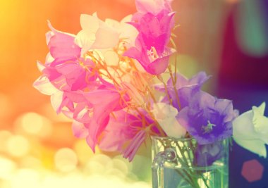 Renkli vintage harebell çiçekler. Bouguet yaz çiçek açık güneşli bir gün bir tablo. Gradyan Rengi. Doğal çiçek arka plan