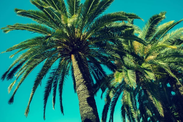 Palmiers Contre Ciel — Photo