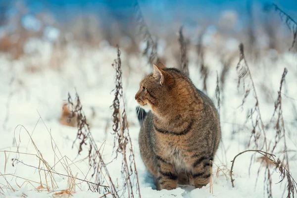 Ritratto Gatto Grigio Che Cammina Sulla Neve All Aperto — Foto Stock