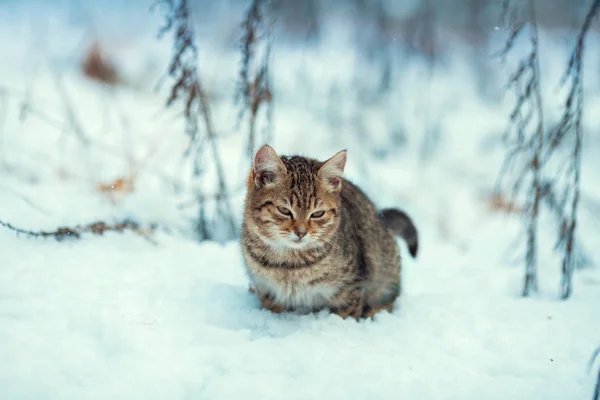Porträtt Gray Katt Snön Utomhus — Stockfoto