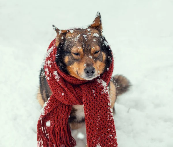 Porträt Eines Hundes Mit Gestricktem Schal Den Hals Der Schneesturm — Stockfoto
