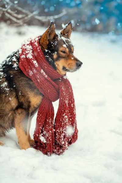 Retrato Cão Com Cachecol Malha Amarrado Redor Pescoço Andando Nevasca — Fotografia de Stock