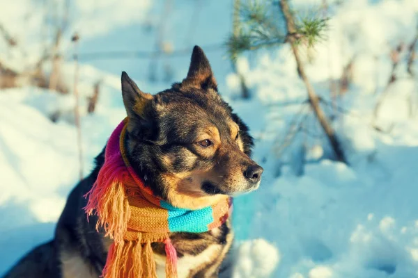 Portrait Dog Knitted Scarf Tied Neck Walking Blizzard Forest — Stock Photo, Image