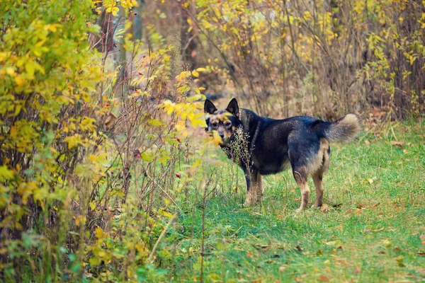 Dog Walking Forest Autumn — Stock Photo, Image