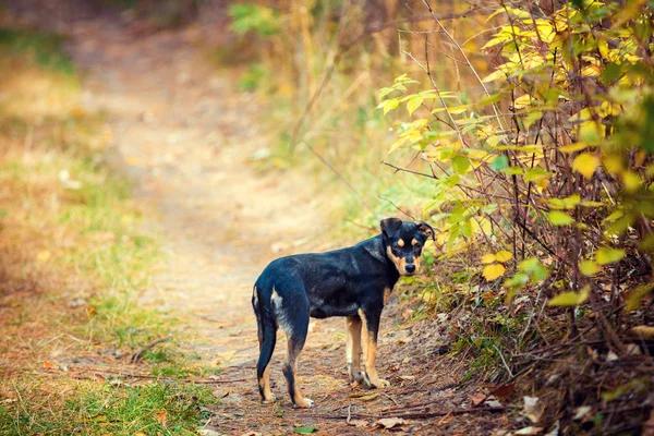 Hond Wandelen Een Bos Herfst — Stockfoto