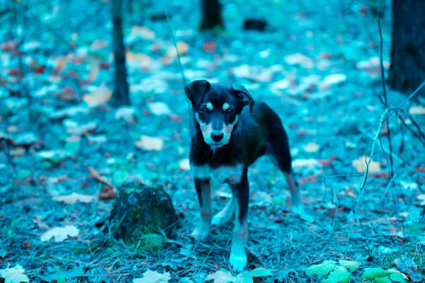 Portrait Stray Dog Walking Forest Autumn Blue Vintage Color Filter — Stock Photo, Image