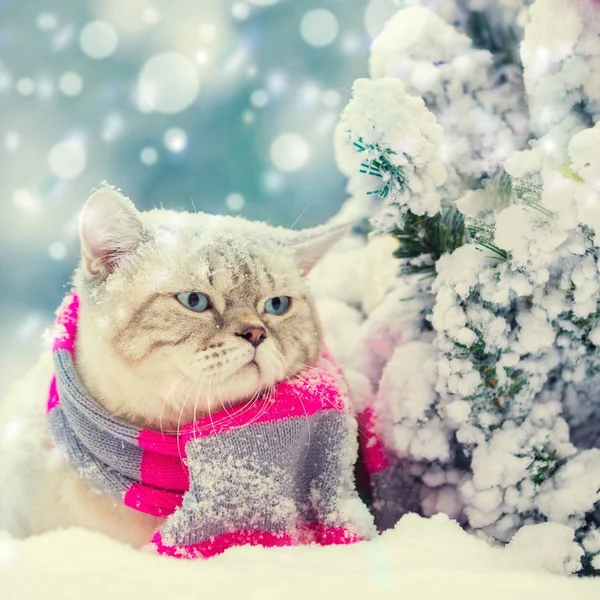 Gato Sentado Nieve Cerca Abeto Con Decoración Navidad — Foto de Stock