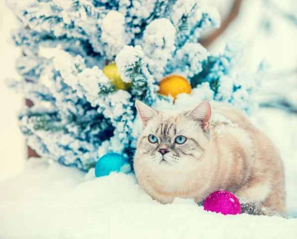 Kar Köknar Ağacı Noel Dekorasyonu Ile Yanında Oturan Kedi — Stok fotoğraf