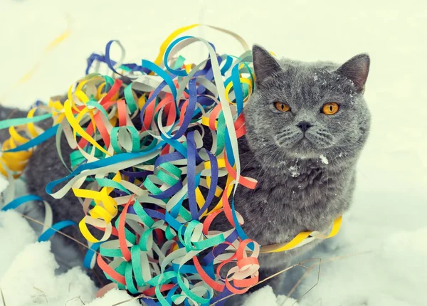 Portret Van Een Blauwe Britse Kortharige Kat Verstrikt Kleurrijke Kerst — Stockfoto