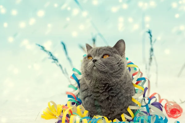 Portrét Modrá Britská Krátkosrstá Kočka Zamotá Barevné Vánoční Pozlátko Kocour — Stock fotografie