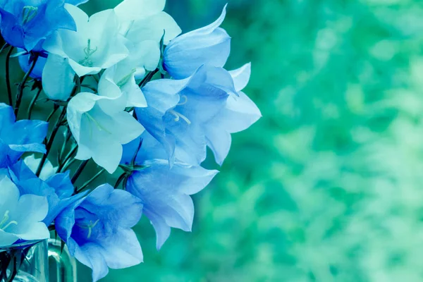 Flores Harebell Verdes Azules Vintage Bouguet Flores Verano Aire Libre —  Fotos de Stock