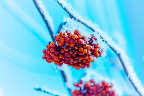 Virágcsokrokkal Rowan Borított Rime — Stock Fotó