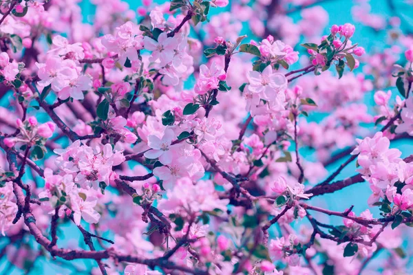 ビンテージ花果樹園 桜の花と枝 — ストック写真