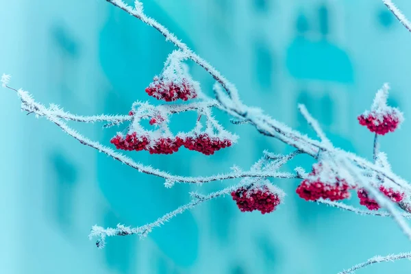 Gren Med Klasar Rowan Täckt Med Rimfrost — Stockfoto