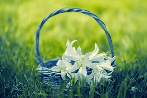 Gröna Vintage Liljor Blommor Korg Gräset — Stockfoto