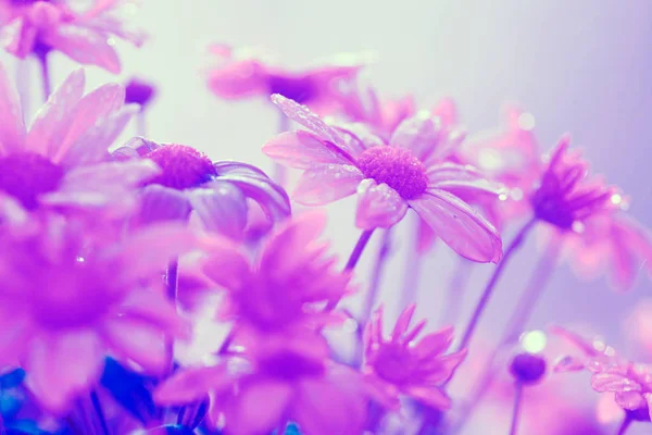 Vintage Blume Hintergrund Blumen Einem Garten — Stockfoto