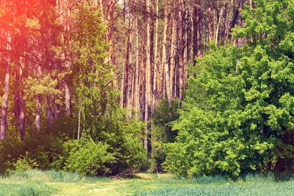 Borový Les Večerním Světle — Stock fotografie