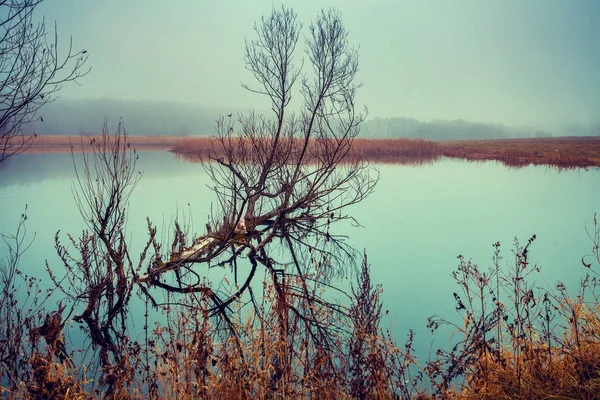 Paysage Rural Automne Vintage Arbre Mort Dans Lac Matin Brumeux — Photo