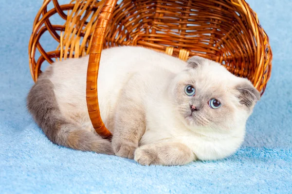 可爱的小苏格兰折叠颜色点猫躺在篮子附近 — 图库照片