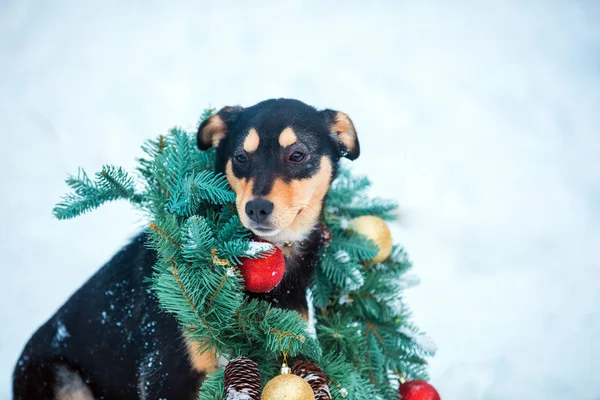 雪の中でクリスマスの花輪座って屋外を着て犬の肖像画 — ストック写真