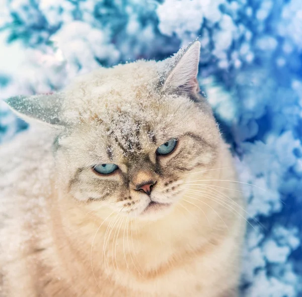 Retrato Gato Sentado Nieve Cerca Del Abeto Bosque Cabeza Cubierta — Foto de Stock